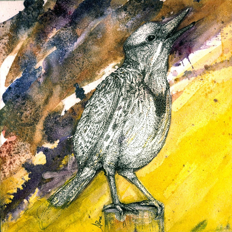 easternmeadowlark