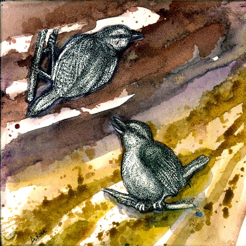 carolinawren